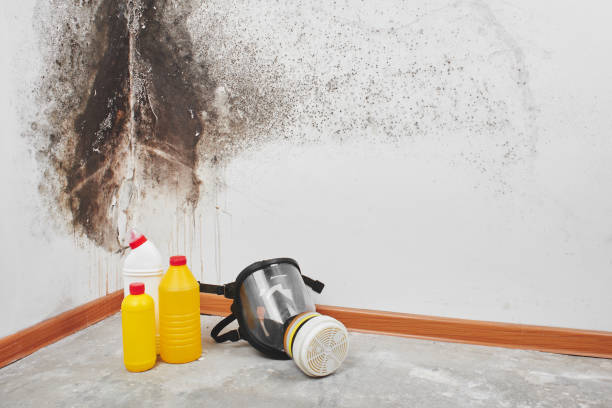 Reliable Fanwood, NJ Mold Remediation Solutions