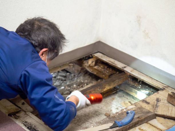 Best Insurance-Related Mold Remediation in Fanwood, NJ