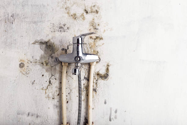 Best Basement Mold Remediation in Fanwood, NJ