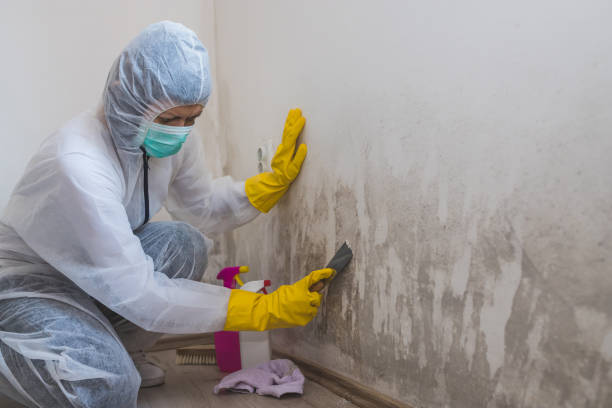 Professional Mold Remediation in Fanwood, NJ
