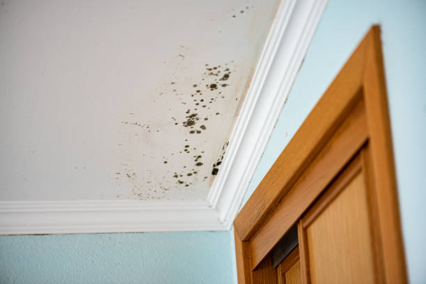 Best DIY Mold Remediation Support Services in Fanwood, NJ