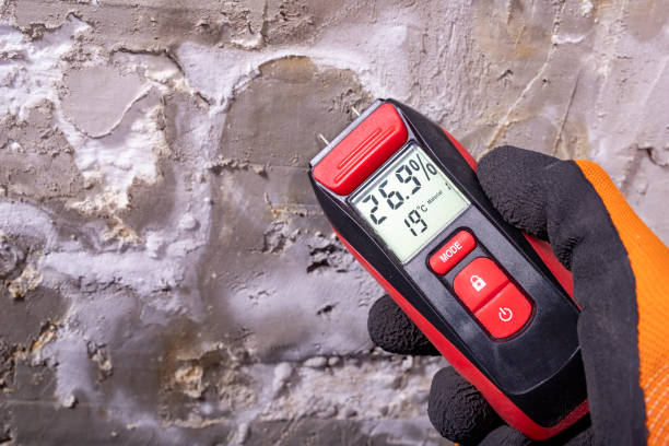 Best White Mold Remediation in Fanwood, NJ