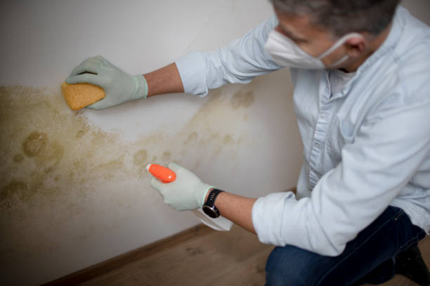 Best Post-Flood Mold Remediation in Fanwood, NJ