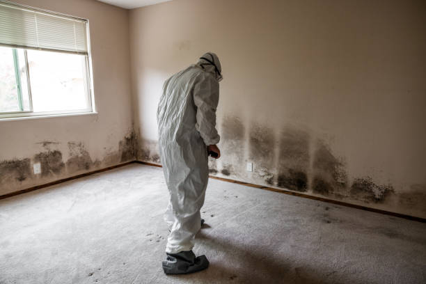 Best HVAC Mold Remediation in Fanwood, NJ